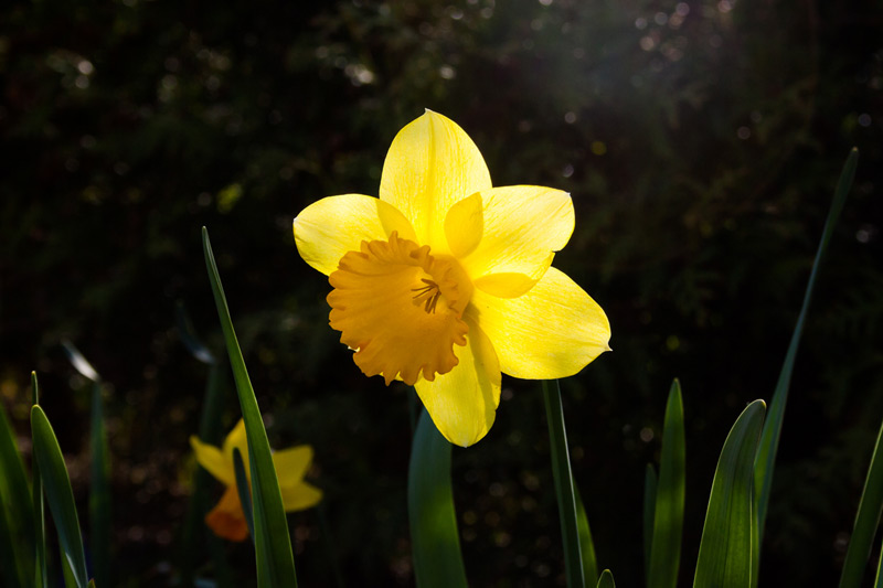 Narzisse in der Sonne