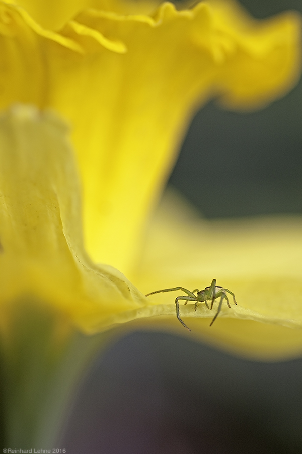 Narzisse mit Besucher