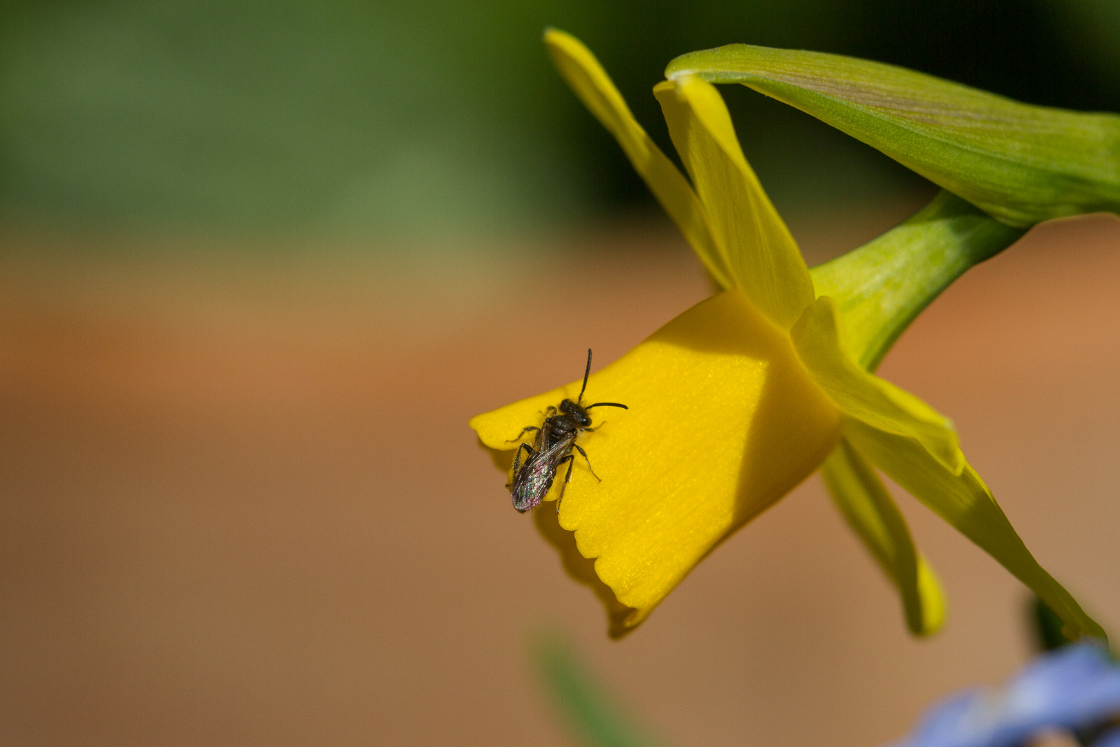 Narzisse mit Besucher