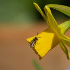 Narzisse mit Besucher