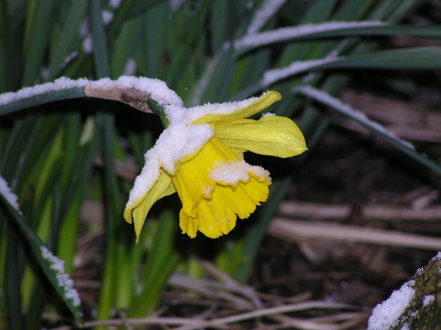 Narzisse mit Schnee, endlich groß ;)