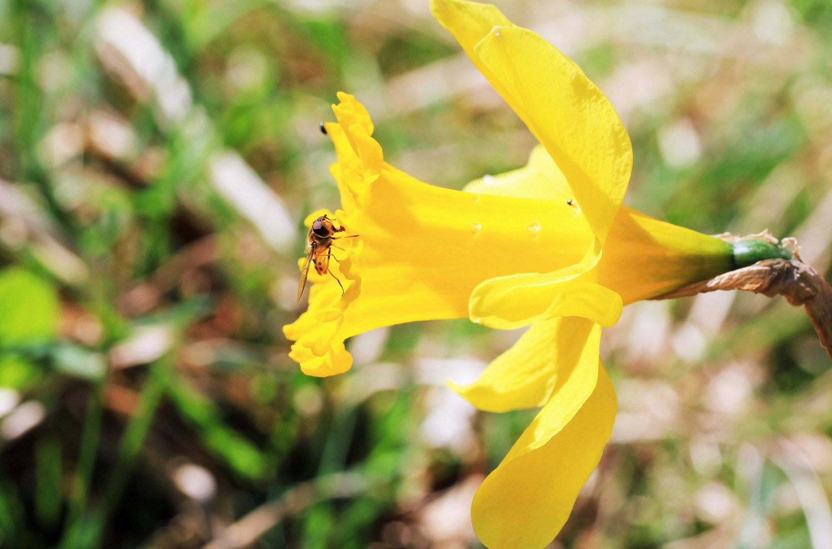 Narzisse mit Schwebfliege