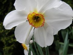 Narzisse (Narzissus poeticus)