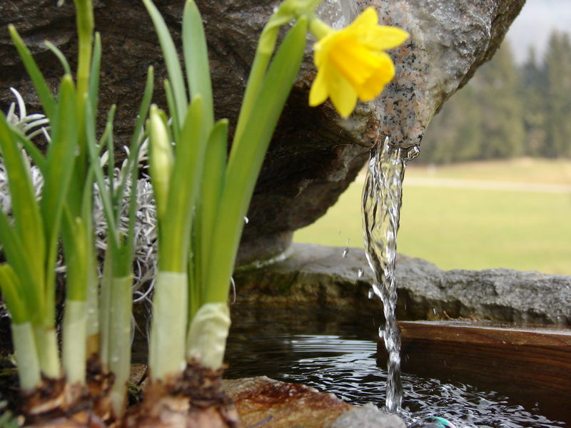 Narzisse vorm Brunnen