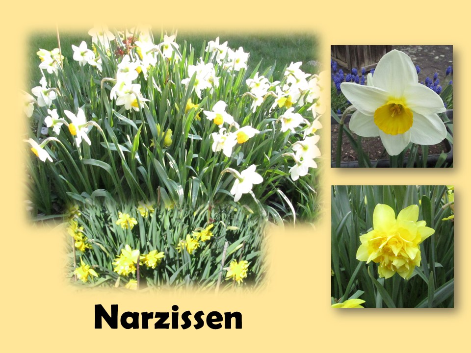 Narzissen