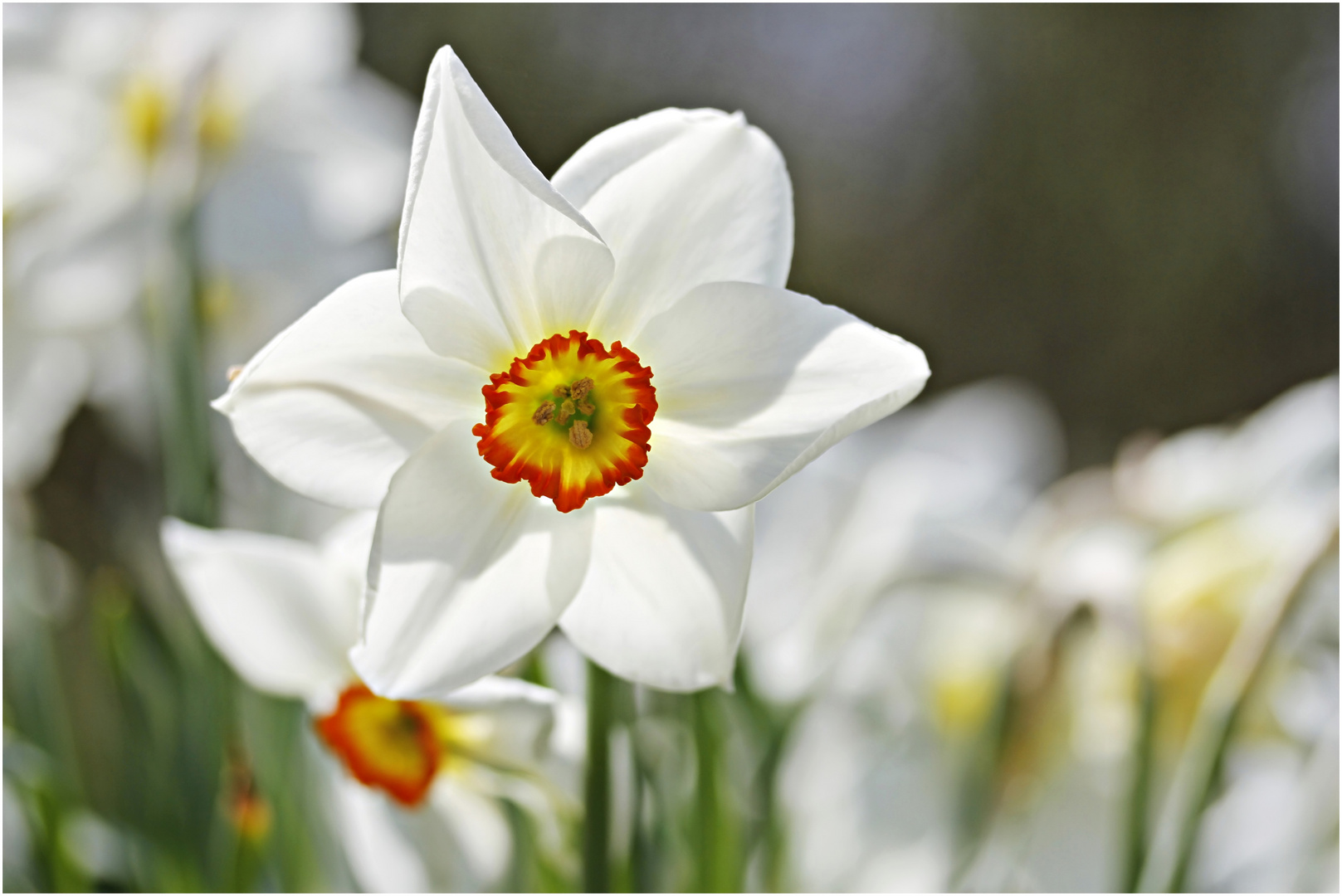 Narzissen Foto & Bild pflanzen, pilze & flechten, blüten