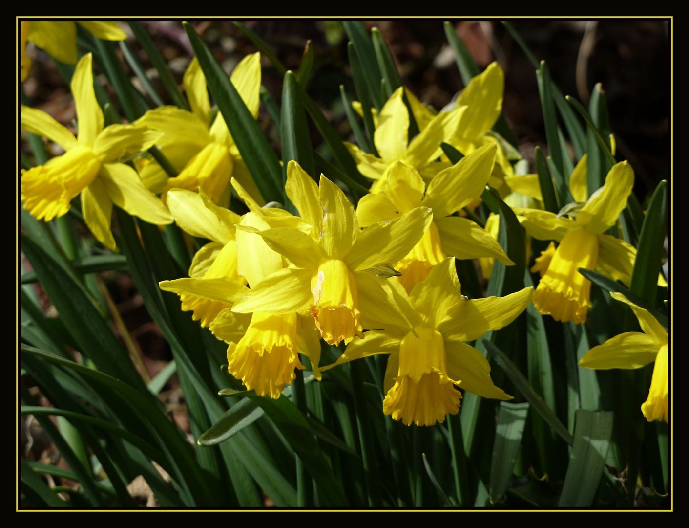 Narzissen Foto & Bild pflanzen, pilze & flechten, blüten