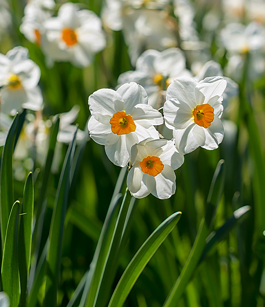 Narzissen Foto & Bild pflanzen, pilze & flechten, blüten
