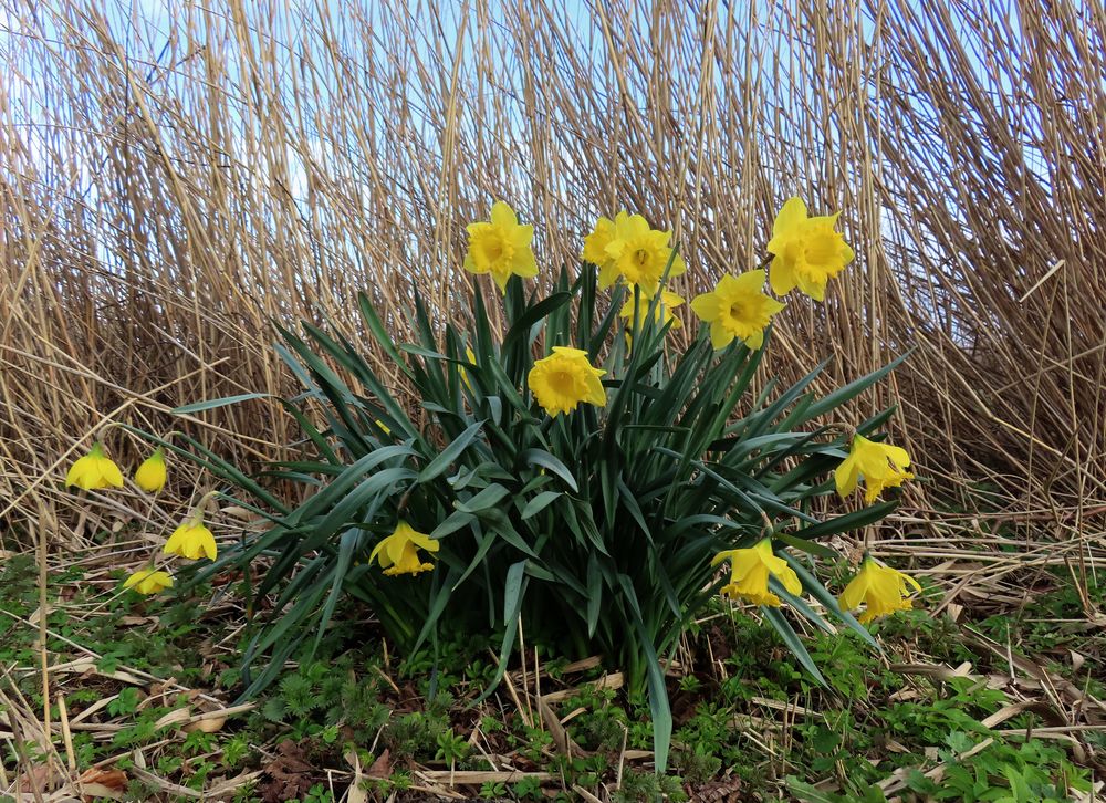 Narzissen Foto & Bild world, outdoor, frühling Bilder auf