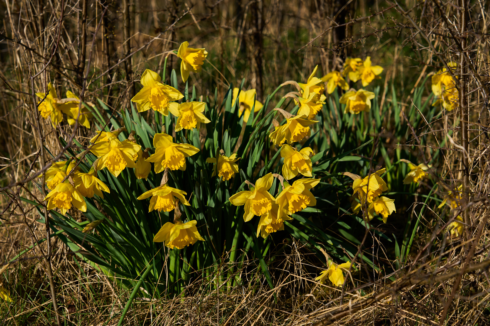 Narzissen am Wegesrand