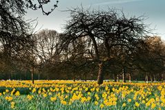 Narzissen auf der Appelwiese