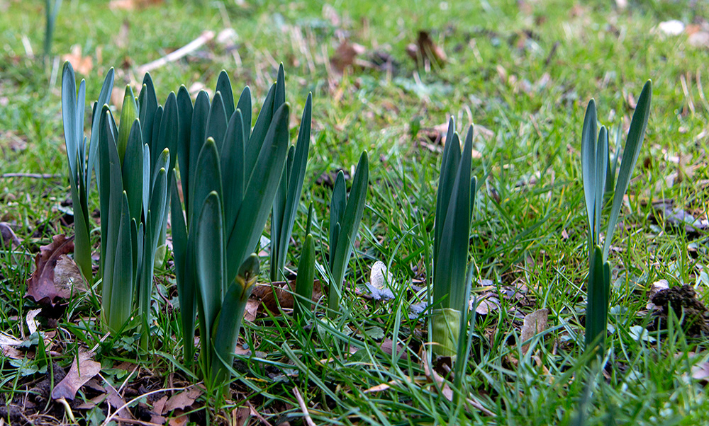 Narzissen Foto & Bild pflanzen, pilze & flechten, pflanzen im winter