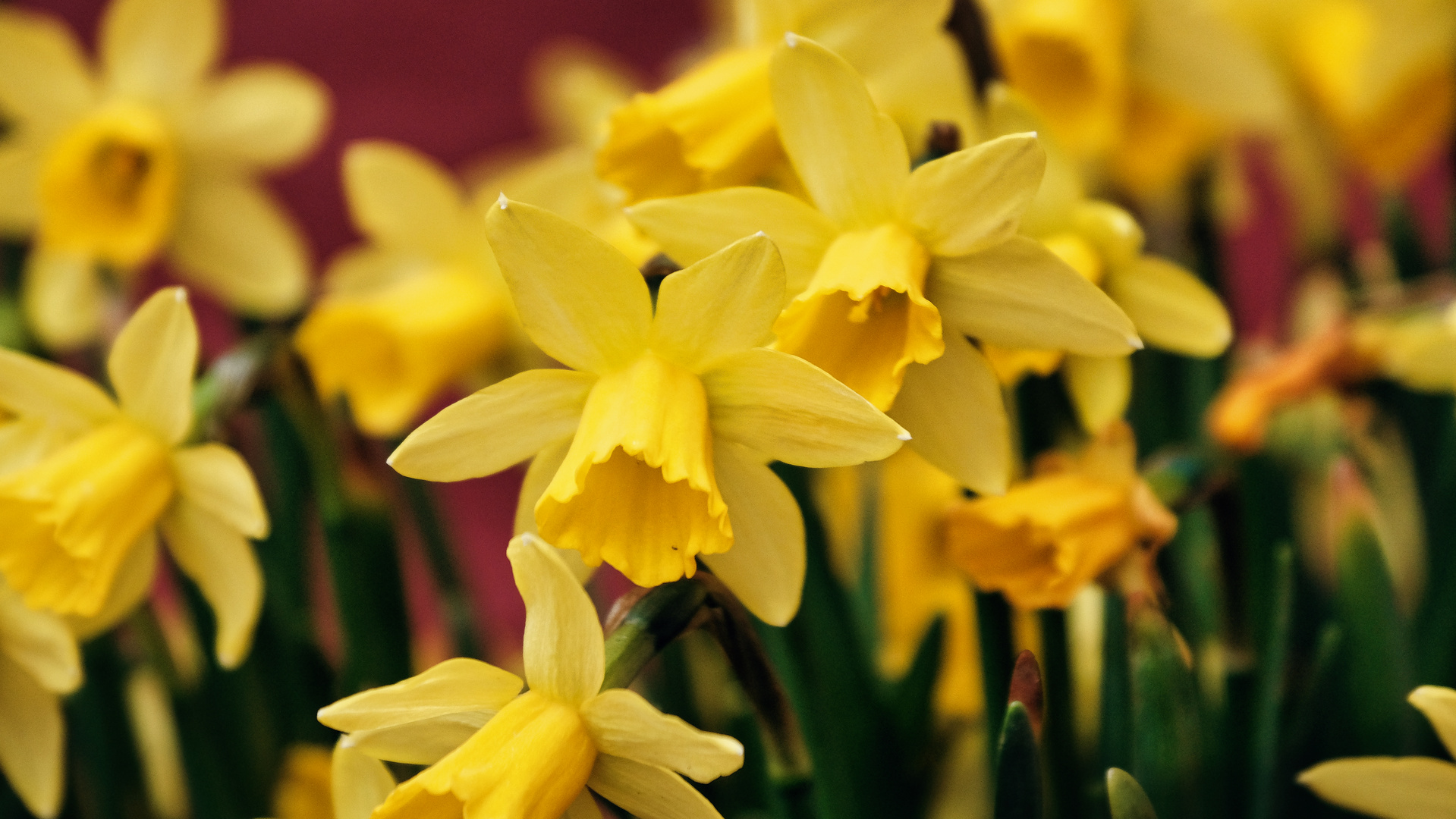 Narzissen Blüte Frühling Blume