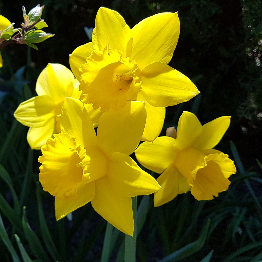 NarzissenBouquet Foto & Bild frühling, natur, pflanzen Bilder auf