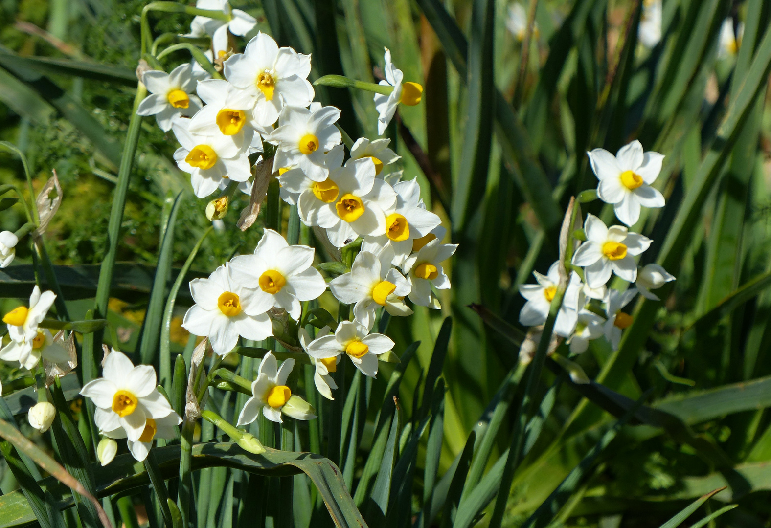 NARZISSEN Foto & Bild pflanzen, pilze & flechten, blüten