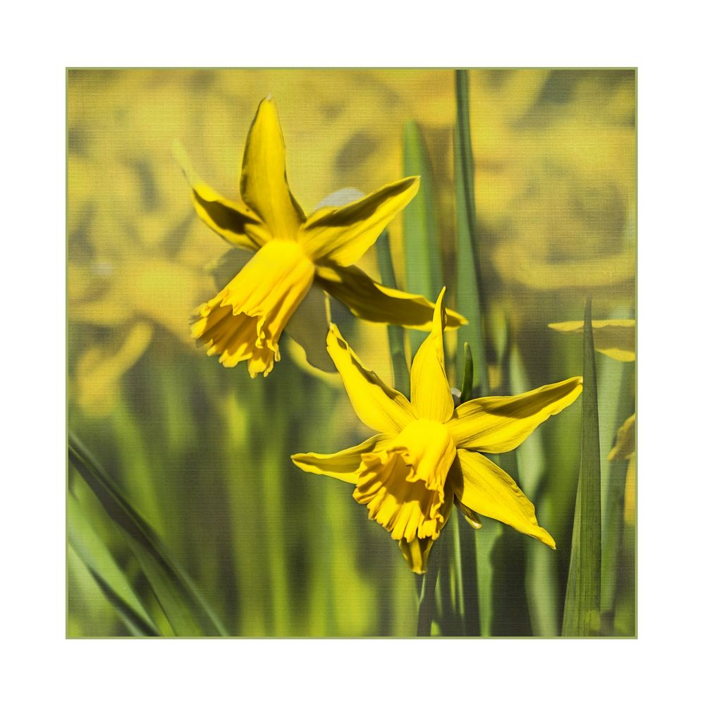 Narzissen Foto & Bild | fotomontage, composing , composings Bilder auf