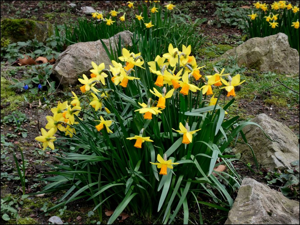 Narzissen Foto & Bild natur, pflanzen, narzissen Bilder auf