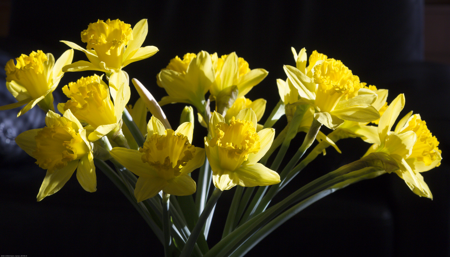 Narzissen Foto & Bild pflanzen, pilze & flechten, blüten