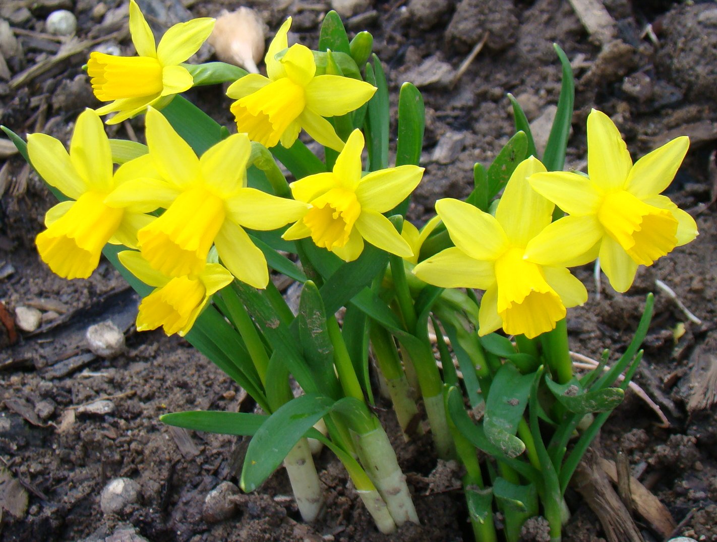 Narzissen Foto & Bild pflanzen, pilze & flechten, blüten