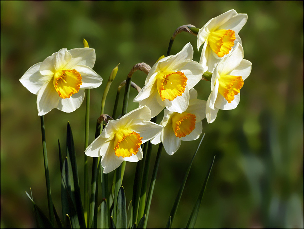 Narzissen Foto & Bild world, natur, pflanzen Bilder auf