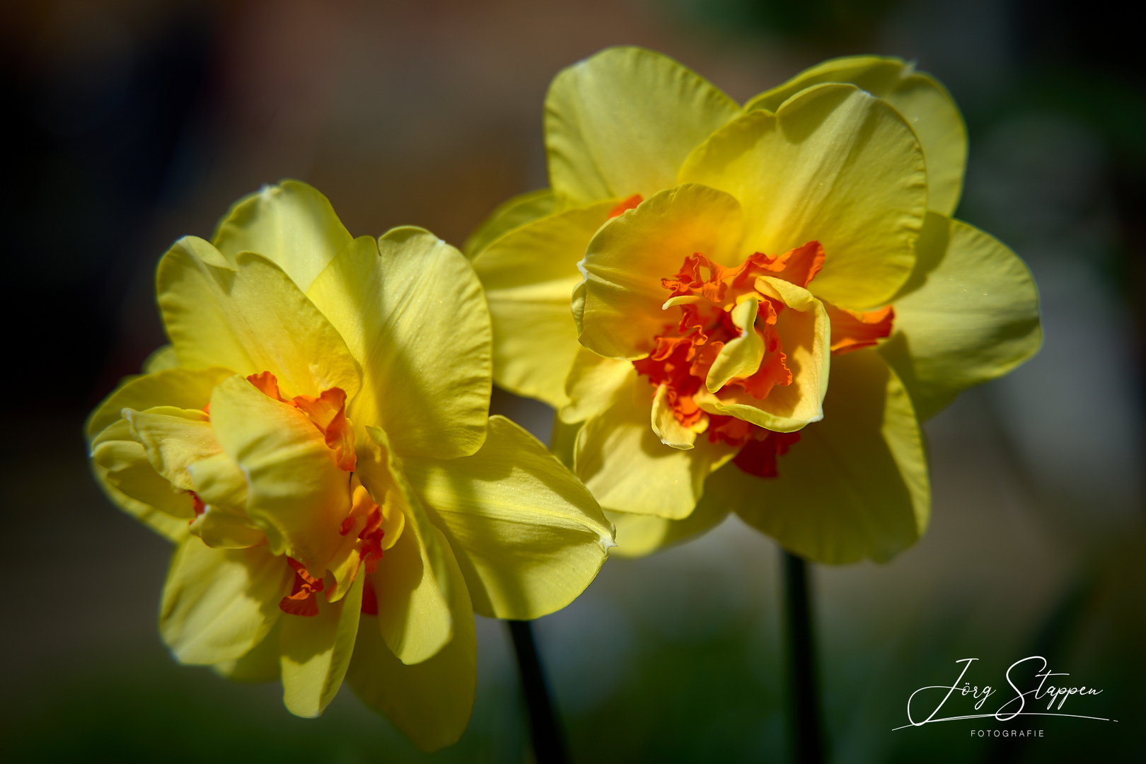 Narzissen Frühling in gelb Foto & Bild pflanzen, pilze & flechten