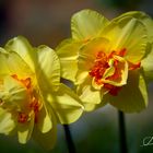 Narzissen - Frühling in gelb