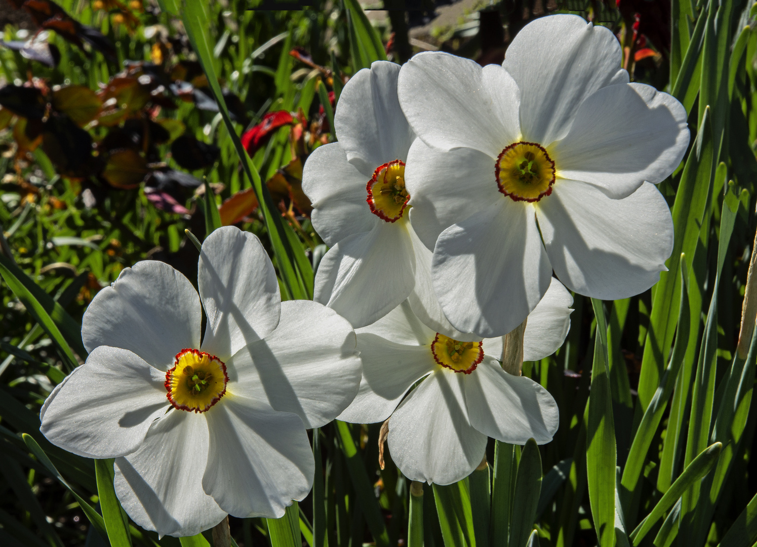 Narzissen-Frühlingsblüten