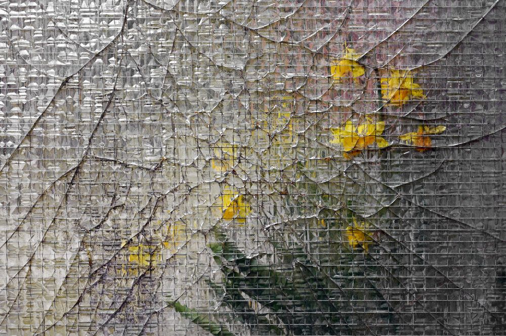 Narzissen hinter gebrochenem Glas Foto & Bild reportage