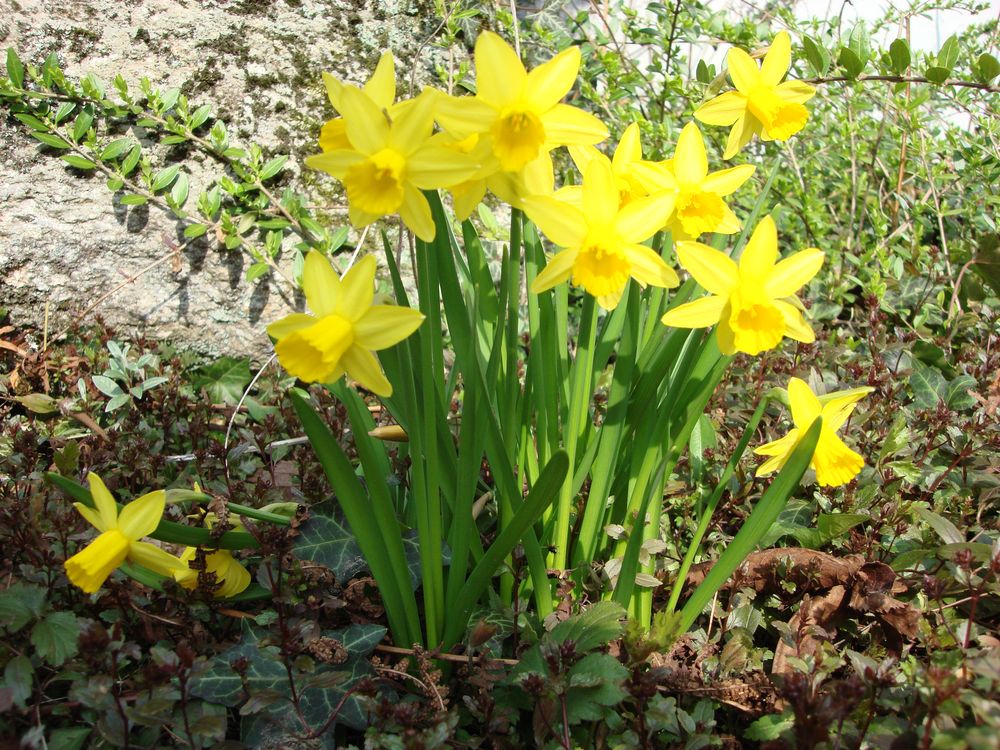 Narzissen im eigenen Garten by Takia 