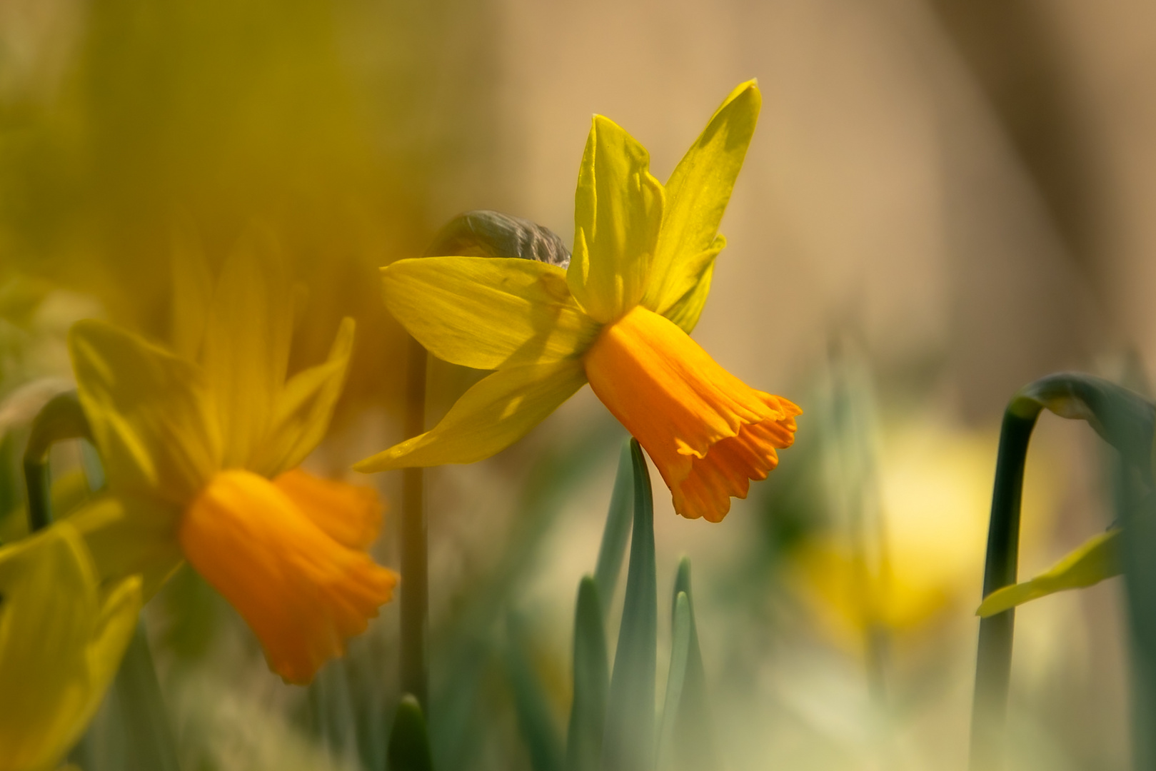 Narzissen im Frühling 