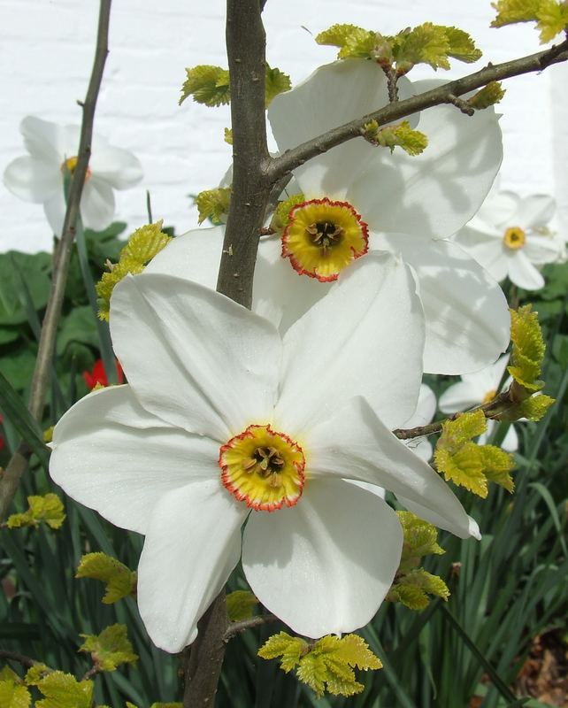 Narzissen im Frühling