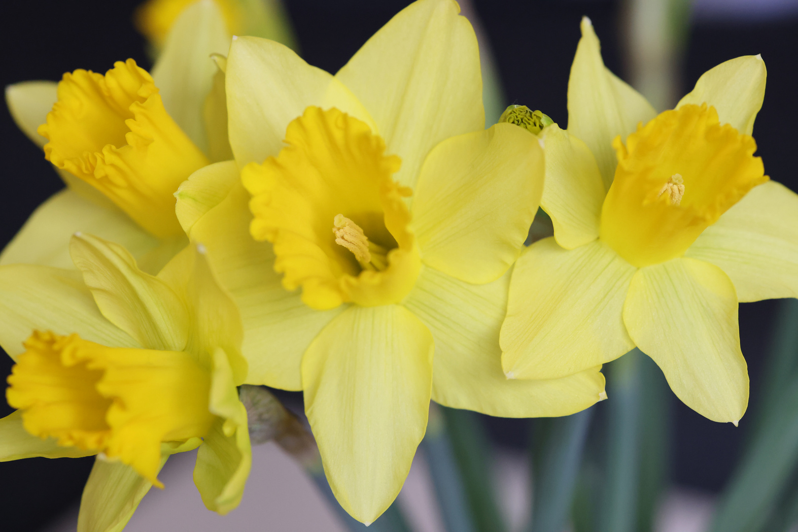 Narzissen im Frühling Foto & Bild pflanzen, pilze & flechten