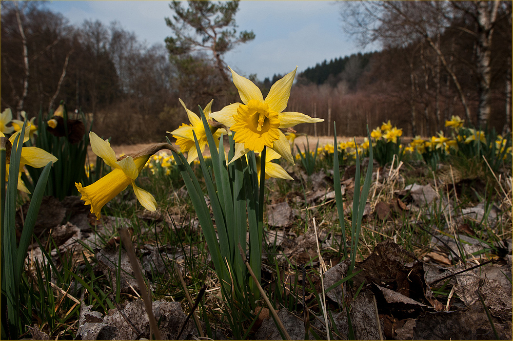 Narzissen im Fuhrtsbachtal