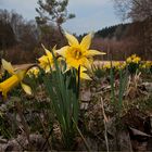 Narzissen im Fuhrtsbachtal