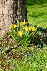 Narzissen im Garten
