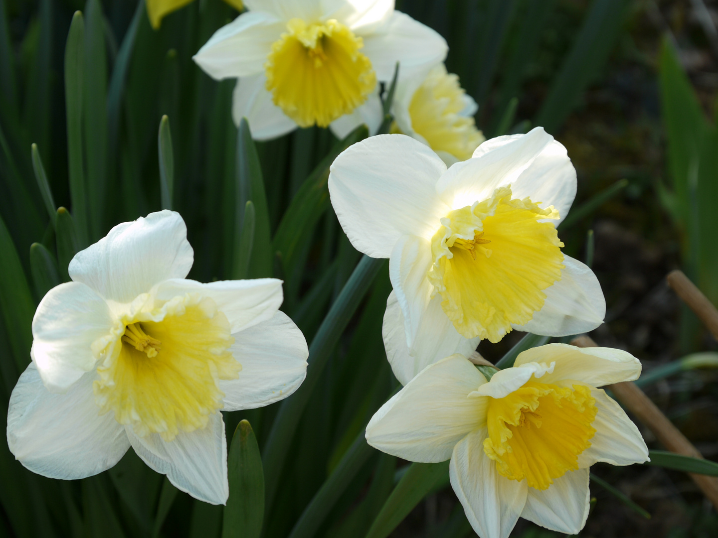 Narzissen im Garten