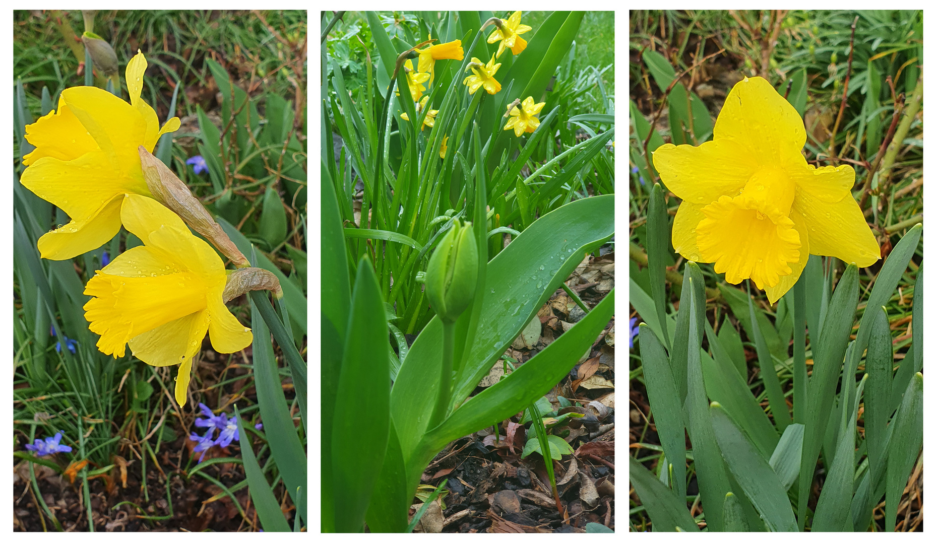 Narzissen im Garten