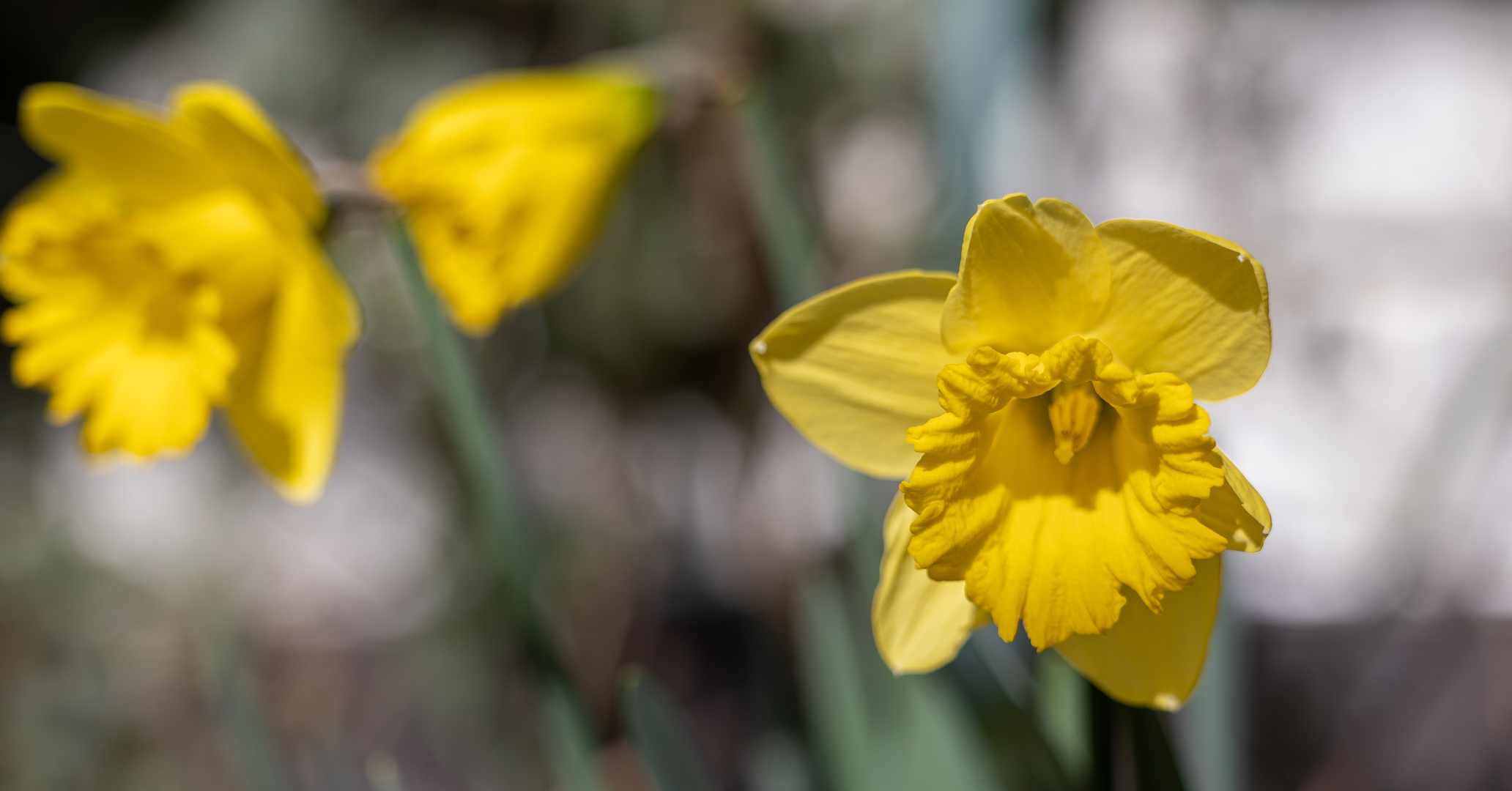 Narzissen im Garten