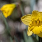 Narzissen im Garten