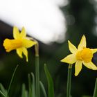 Narzissen im Garten ... nun endlich ist der Frühling da!!!