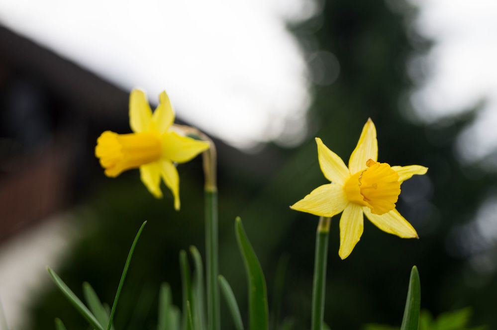 Narzissen im Garten ... nun endlich ist der Frühling da!!!