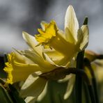 Narzissen im Gegenlicht