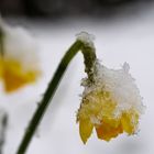 Narzissen im Märzschnee