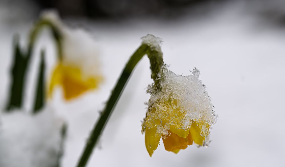Narzissen im Märzschnee Foto & Bild pflanzen, pilze & flechten
