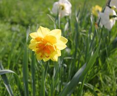 Narzissen im Neuen Garten