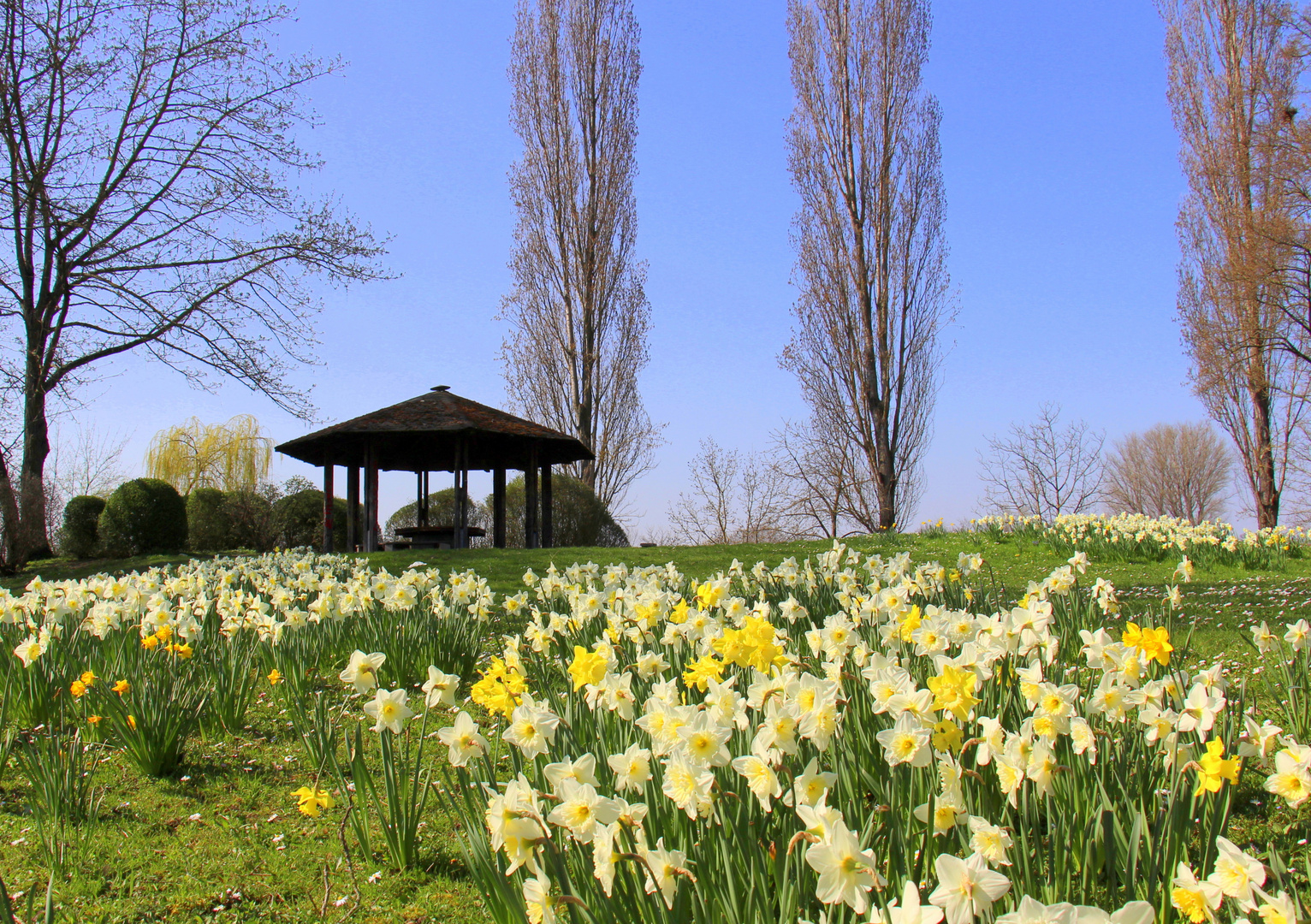 Narzissen im Park