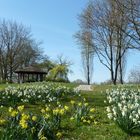 Narzissen im Park