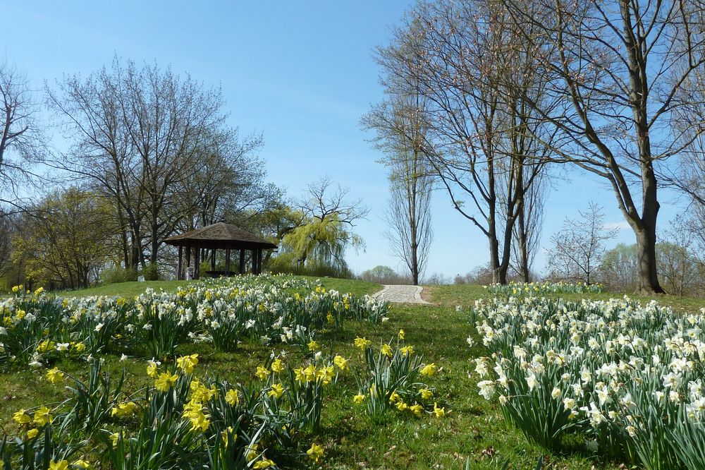 Narzissen im Park