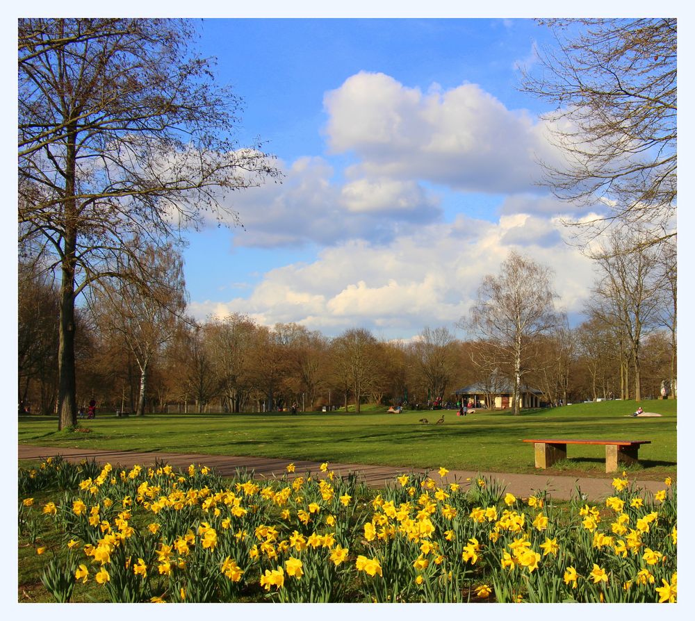 Narzissen im Park