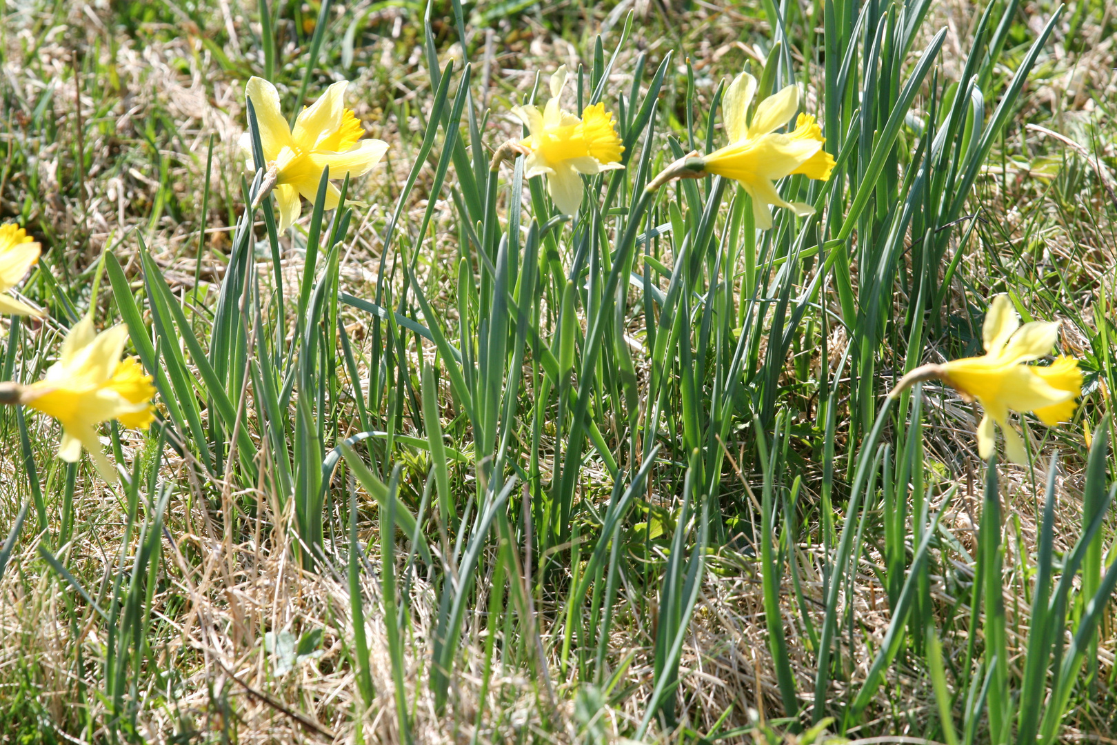 Narzissen im Perlbach-Tal bei Gut Heistert (Kalterherberg in der Eifel) Bild 1